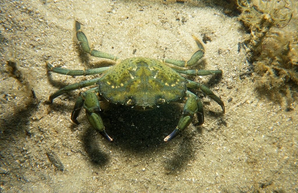 Cebo Cangrejo verde